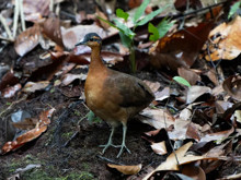 Klonlanmış ses ile ortaya çıktı: 75 yıl sonra gelen bir ilk