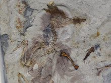 Fosil kayıtlarında bir ilk: Boğazı taşlarla dolu kuşun sırrı ne?