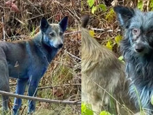 Çernobil’in mavi köpekleri: Köpekler neden birden bire maviye dönüştü?