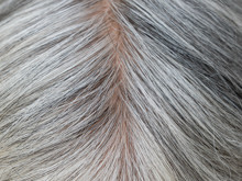 Beyazlayan saçların gizemi: Kanser savunması mı, yaşlanma mı?