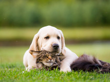 Kedi ve köpeklerin yeşil tutkusu: Neden çim yiyorlar?