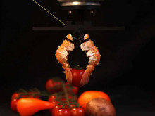 Bilim dünyasında "nekrorobotik" dönemi: Doğanın ölü dokuları makineleşiyor