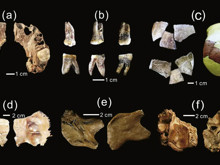 İnsanlık tarihindeki büyük boşluk doluyor mu? Çin'in "büyük kafalı" insanıyla tanışın