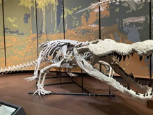 Dinozorların kabusuydu: 10 metrelik dinozor avcısı timsah yeniden "doğdu"