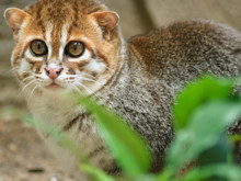 "Muhtemelen yok oldu" deniyordu, 30 yıl sonra ilk kez görüntülendi