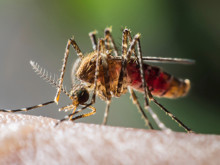 Sivrisinekler hakkında bildiklerinizi unutun: Her şeyi alt üst eden keşif