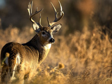 Kuzey Amerika’da “zombi protein” tehdidi: Geyik hastalığı yeni bölgelere sıçradı