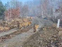 Çin ve Rusya sınırında kaydedildi: Doğanın mucizesi dedirten kare