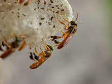 Artık yasal hakları var: Arılar artık avukat tutup sizi dava edebilecek