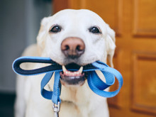 Köpeğiniz sizi gizlice dinliyor olabilir: "Dahi" dostlarımızdan beklenmedik yetenek