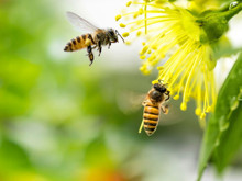 Uzaylılarla anlaşmanın anahtarı, arılarda mı gizli?