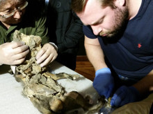 14 bin yıllık son yemek: Buzul Çağı'nın sırrı bir kurdun midesinde çözüldü