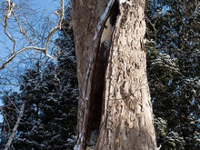 Doğanın "basınç bombası" etkisi: ABD'de ağaçlar patlamaya başlıyor