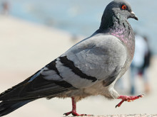 Kanatlı kahramanın bacağında bulunan şifre: Onlarca yıldır kimse çözemiyor