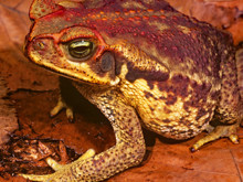 Bir gölet, binlerce kurbağa ve akıl almaz bir trajedi: “Patlayan kurbağaların” gizemi