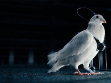 Bilim mi, eziyet mi? Çipli güvercinler dünyayı ayağa kaldırdı