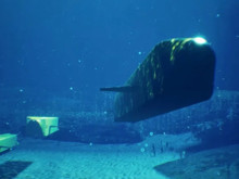 Okyanusun altında pusuya yatan hayalet denizaltı