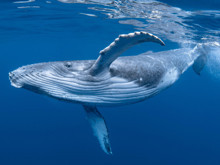 Vahşet devam ediyor: 40 yıllık yasak bile zıpkınları durduramadı