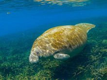 Asıl canavar kim?: Sadece 27 yılda yok ettiğimiz "deniz canavarı"