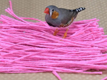 Kuşların gizli renk tutkusu: Hepsinin bir favorisi var