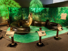 Tır dorsesi kadar uzun, bir tondan ağır: İşte Dünyanın en büyük yılanları