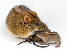 Şefkatli babayı saldırgana dönüştüren gizli "şalter" keşfedildi