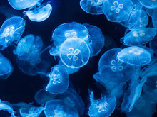 Gelmiş geçmiş en tuhaf uzay deneyi: 60 bin denizanasını uzaya yollarsanız ne olur?