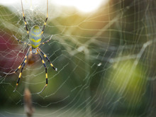 Gökyüzünden gelen istila: Dev örümcekler şehirlere iniyor