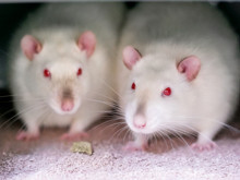 Klonlamanın gizli sınırı: Bilim insanları, 58. nesilde duvara çarptı