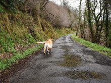 Yollarını nasıl buluyorlar? Köpeklerin eve dönüş şifreleri çözüldü!