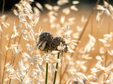 Antibiyotik krizinde korkutan detay: Tehlike toprağın altında saklanıyor