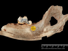 Tarihin en eski evcil köpeği Türkiye'de bulundu