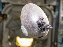 Uzay istasyonunda panik yaratan görüntü: NASA astronotu gerçeği açıkladı