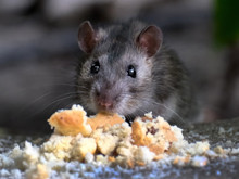 1,8 gramlık mucize: Fiziğin sınırlarını zorlayan fare ile tanışın