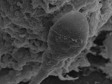 Uzayda bebek sahibi olmak imkansız mı: Spermler yolunu şaşırdı