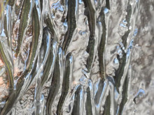 Kalumba balıkları: Yerçekimine meydan okuyan 5 santimetrelik "devler"