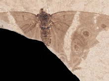 Müze rafındaki tozlu fosil, kelebeklerin tarihini baştan yazdı