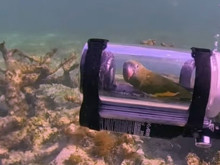 Bebe isimli kuşun su altı macerası internette viral oldu