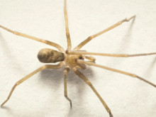 Duvarların arasındaki rock yıldızı: Pikelinia floydmuraria ile tanışın