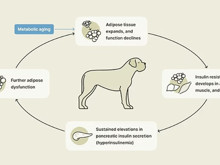 Yaşlanmayı durduran formül: Köpekler için "gençlik iksiri" test ediliyor