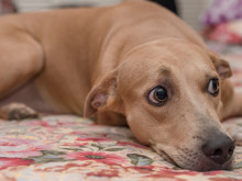 Köpeğinizin sergilediği bu hareketler aslında bir yardım çağrısı olabilir