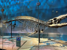 Okyanusların yeni T. rex’i keşfedildi: 13 metrelik dev dehşet saçıyordu