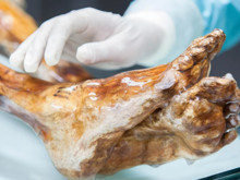 Laboratuvarda şok eden üreme: 5 bin yıllık Ötzi mumyasında hayat devam ediyor