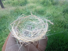 Ukrayna'da kuşlar savaşın fiber kablolarıyla ısınıyor