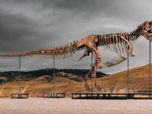 70 milyon yıllık T-rex iskeleti açık artırmaya çıkıyor: İşte fiyatı...