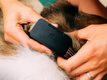 Köpek takip cihazında kapsama alanı sorunu bitiyor: Uydu bağlantılı Fi Ultra tanıtıldı