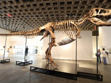 50 milyon dolarlık T. rex satışı bilim dünyasını ikiye böldü