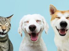 Köpeğiniz size bakıp göz kırpıyorsa, nedeni bu olabilir