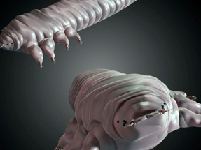 En yakınınızdaki bu canlıyı tanıyor musunuz? Siz uyurken o yüzünüzde ortaya çıkıyor