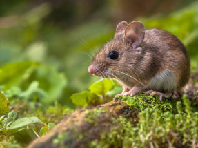 Laboratuvar farelerini doğaya salarsanız ne olur?